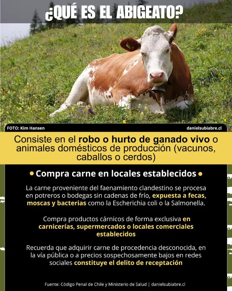 Infografía didáctica sobre el abigeato en Chile, detallando las penas del código penal al cuatrerismo, controles de la Ley de Tránsito y prevención en Fiestas Patrias.