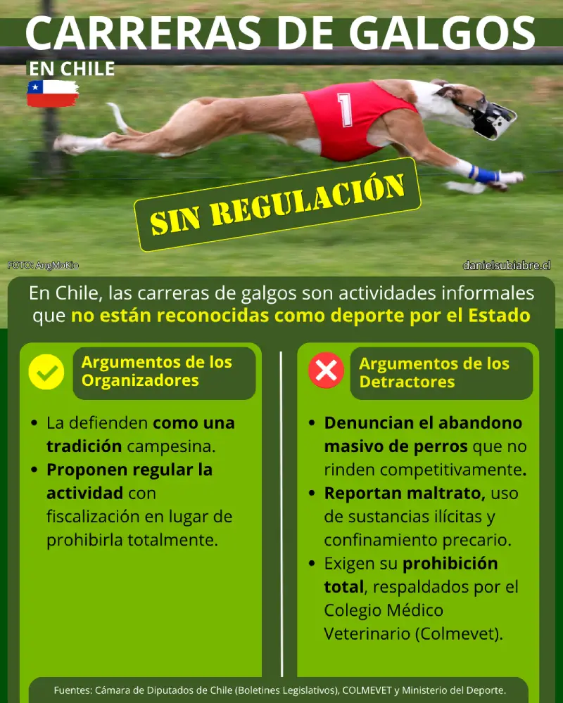 Infografía didáctica sobre el debate de las carreras de galgos en Chile, detallando los argumentos de los organizadores y las denuncias de los detractores respaldadas por Colmevet.
