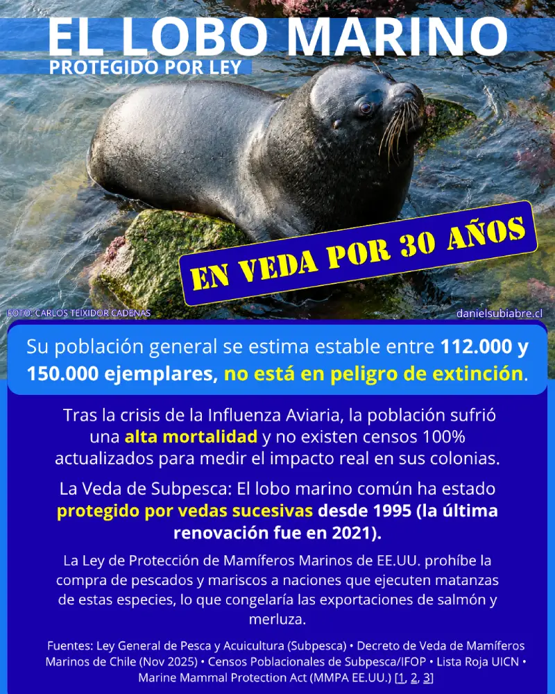 El Lobo Marino y su Protección Legal en Chile (Infografía)